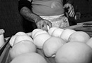 Food event Panemozioni